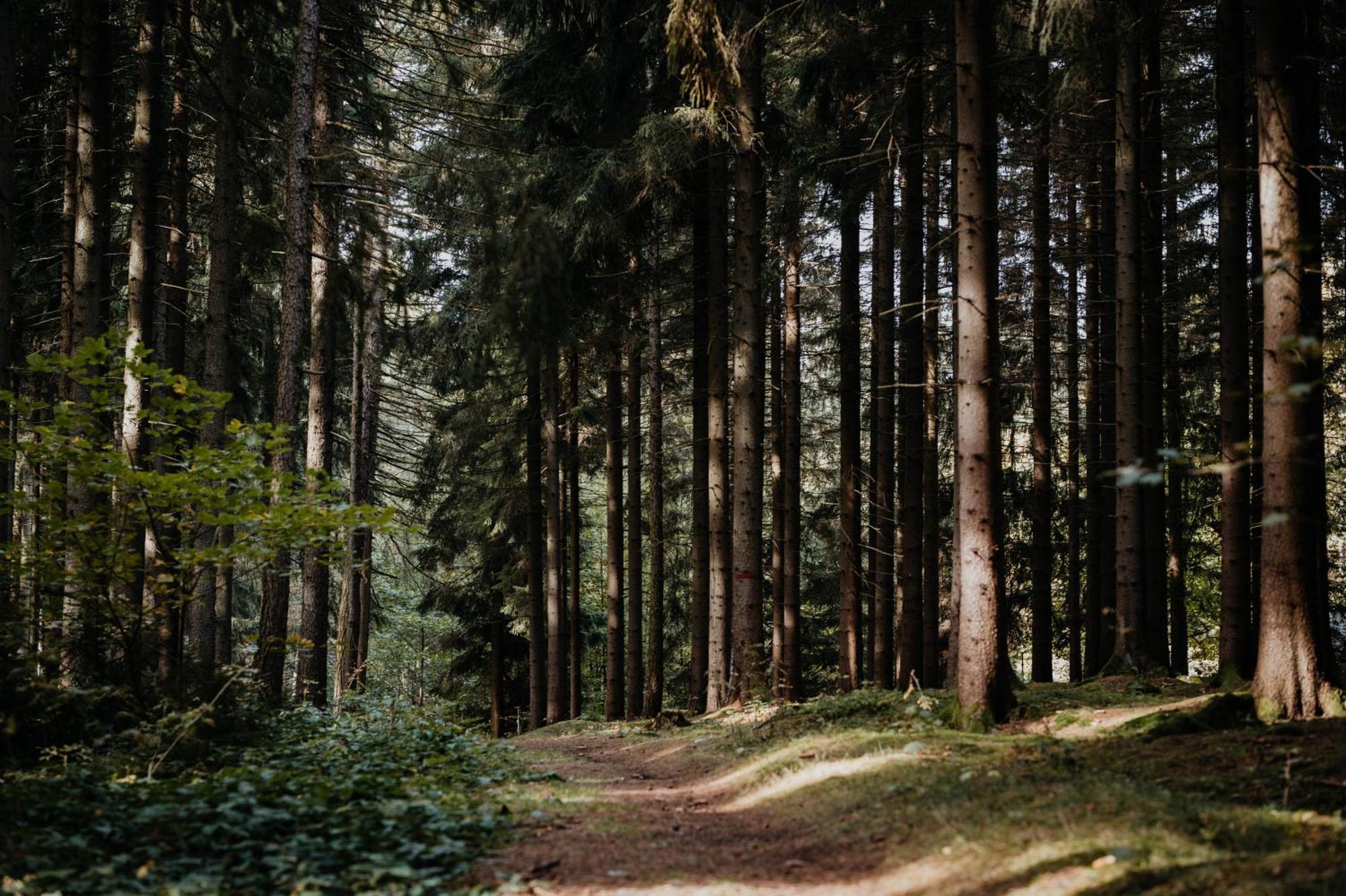 Sonnenhotel Hoher Hahn Schwarzenberg  Bagian luar foto